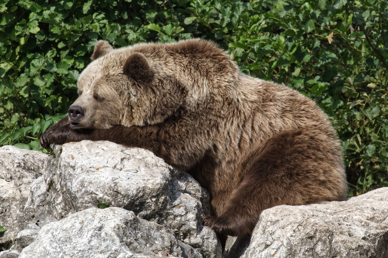 furry, bear, plant, nature park, profile view, plush, brown, predator, no people, dreams, outdoors, side view, animal, rock - object, teddy, animals in the wild
