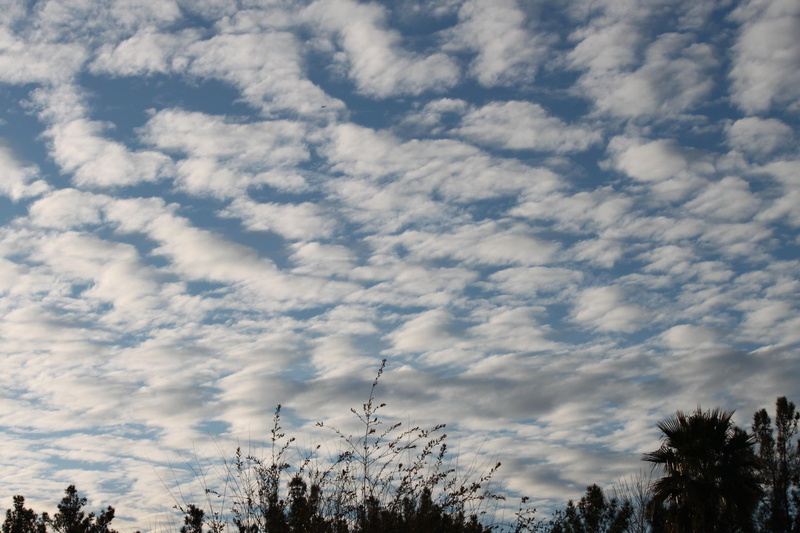 clouds, convention, nature, blue, 3d and abstract, trees, cloud, 1080P