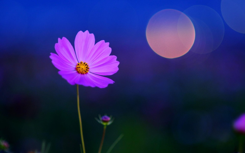 petals, art, mood, cg, 1080p, sky, night, digital, fields, 1080P, moon, moonlight, flowers, peace, p, nature, artistic