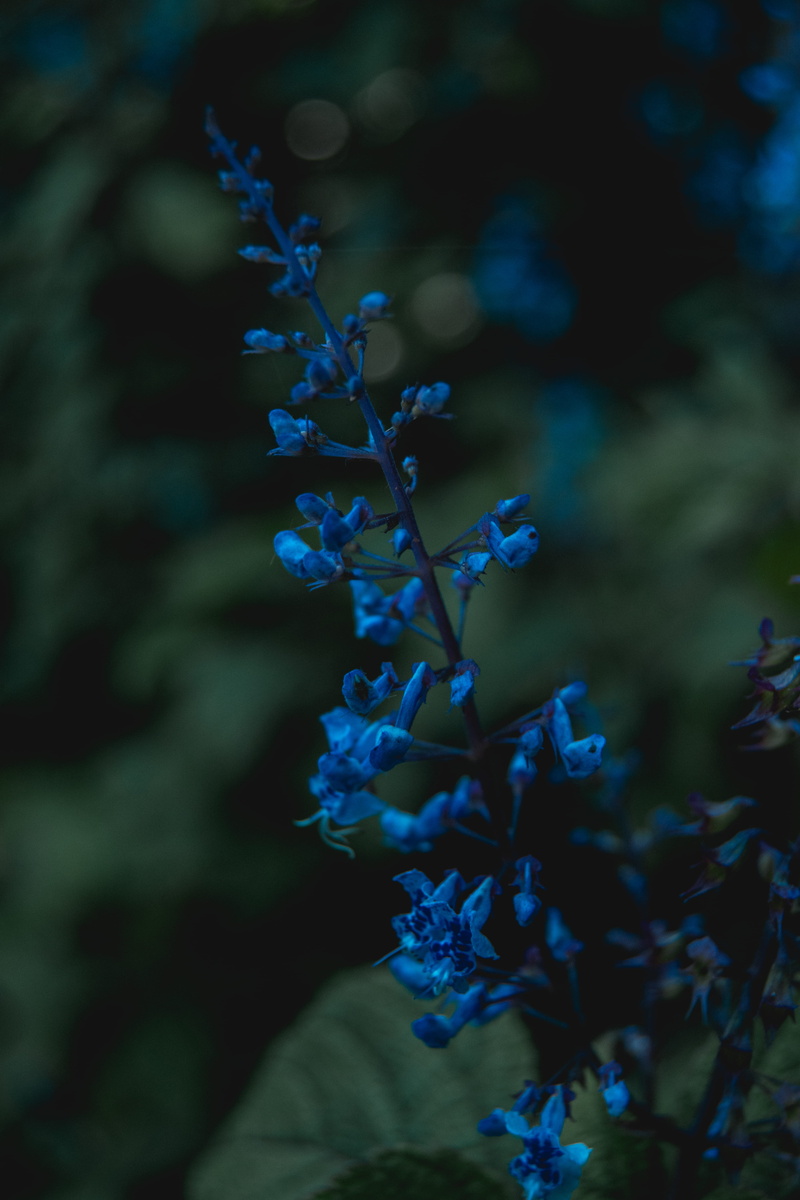 scifi, spring, growth, alien, flowering plant, forest, tree, midnight, focus on foreground, freshness, nature, vulnerability, flower head, plant, 5K, moonlight