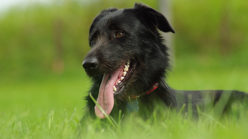 tongues, dog, animals, 1080P, Labrador Retriever