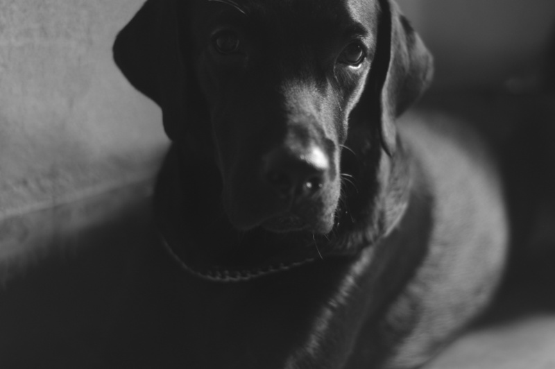 mammal, close-up, canine, animal nose, no people, looking at camera, portrait, one animal, domestic animals, vertebrate, dog, zeus dog labrador monochrome photography unique