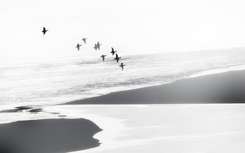 white, sky, decor, wooden, nature, 2K, people, day, landscape, mist, bird, vertebrate, animals in the wild, water, sport, sea, animals, black, beach, scenics - nature