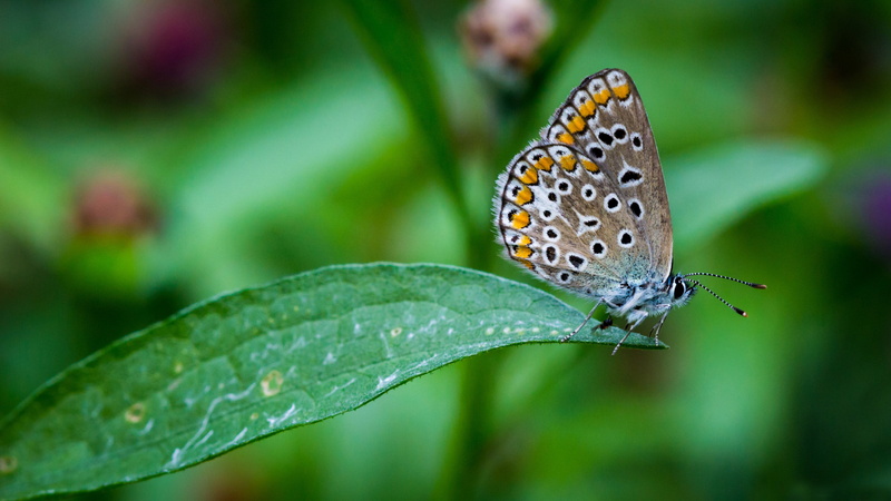 4K, 4k, hdr, Droplets, Patches, Green, animal, 3840x2160 px, butterfly, black, grass, wings, garden, white, colors, nature, Dew, hd, forest, ultrahd