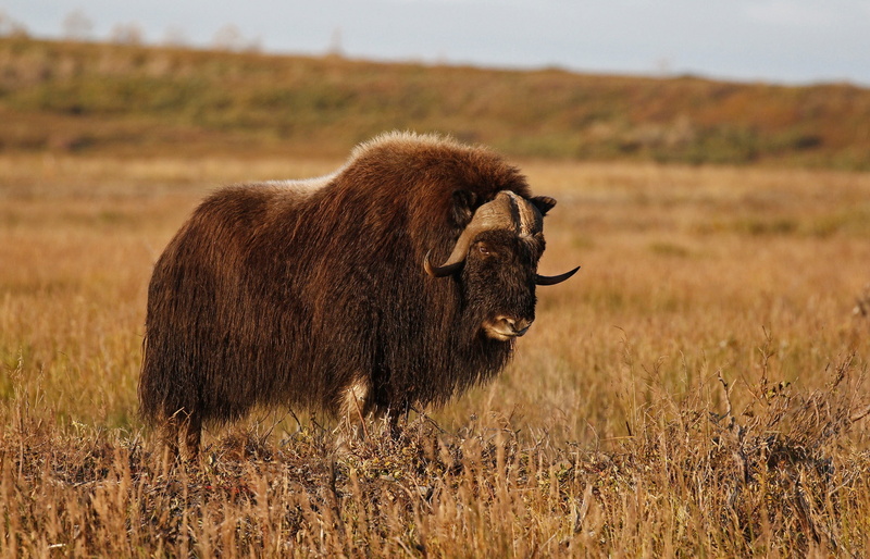 musk ox, 1080P, horns, nature