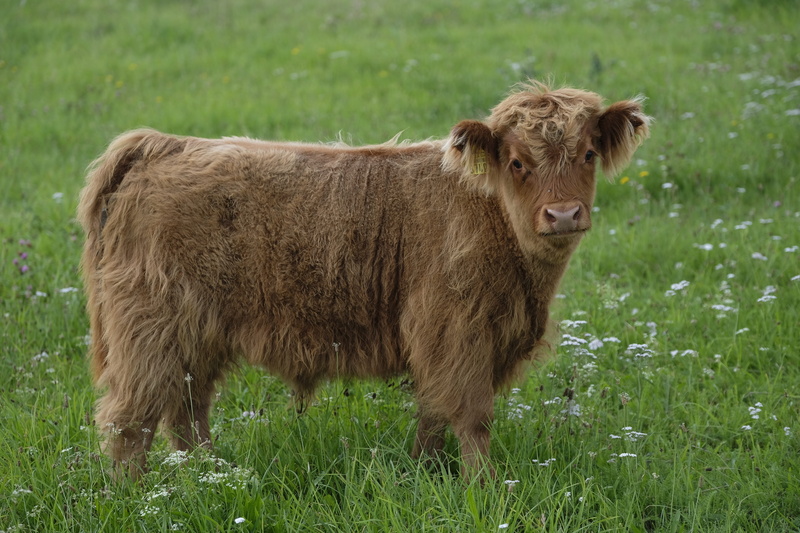 brown, highlands, calf, 5K, standing, scotland, beef, baby, horns, domestic animals, daytime, pets, herbivorous, cattle, vertebrate, young animal, horn