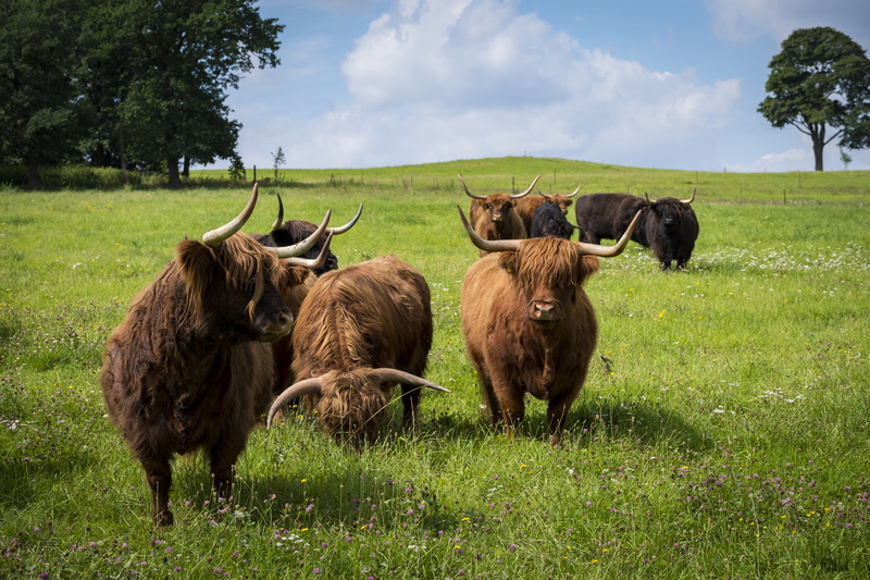 ruminant, field, grass, pets, land, mammal, highland cattle, highland, sky, plant, vertebrate, highland beef, cattle, outdoors, cow, green color, animal themes