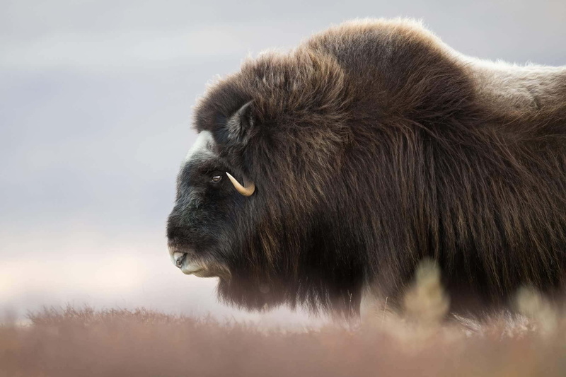 face, wool, 1080P, musk ox, horns