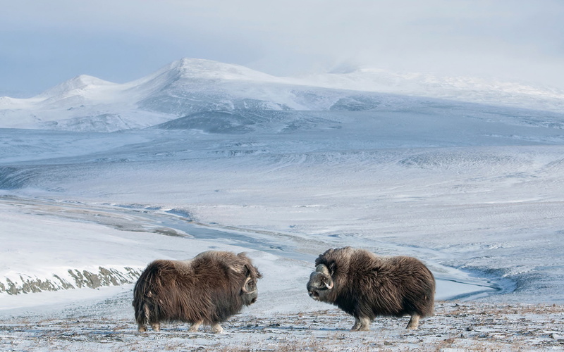1080P, snow, the sky, nature, musk ox, mountains