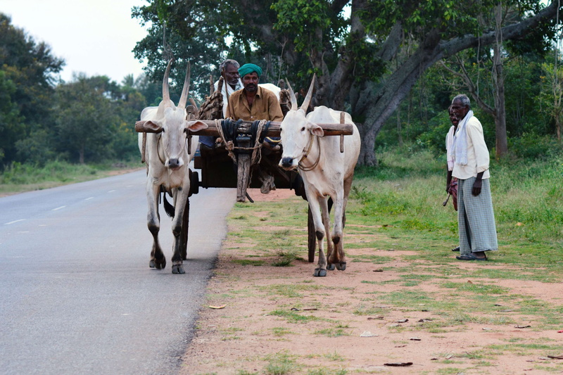 domestic, men, traveling, bullock cart, transportation, group of animals, road, riding, domestic animals, vertebrate, village, ox cart, life, bullock, mammal