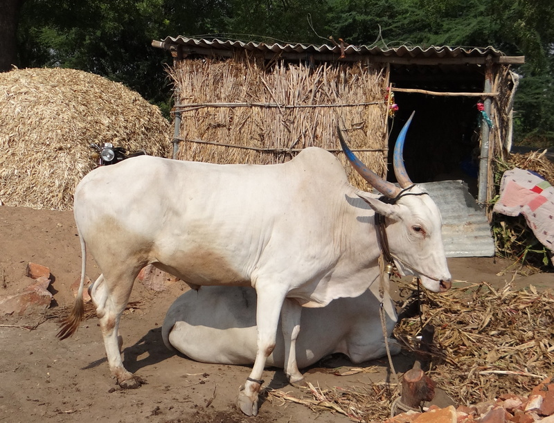standing, animal, farmer, domestic animals, outdoors, rural Scene, cattle, farm, herbivorous, group of animals, 2K, sunlight, karnataka, domestic, animal themes