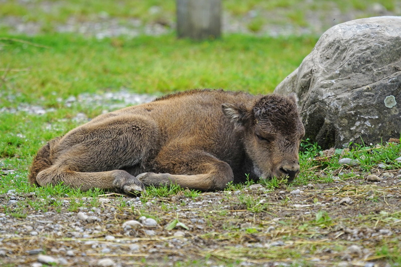 lying down, resting, day, stone, nature, animal wildlife, field, grass, meadow, lying, no people, fur, animal, grazing, mammal, relaxation, ox, brown, one animal