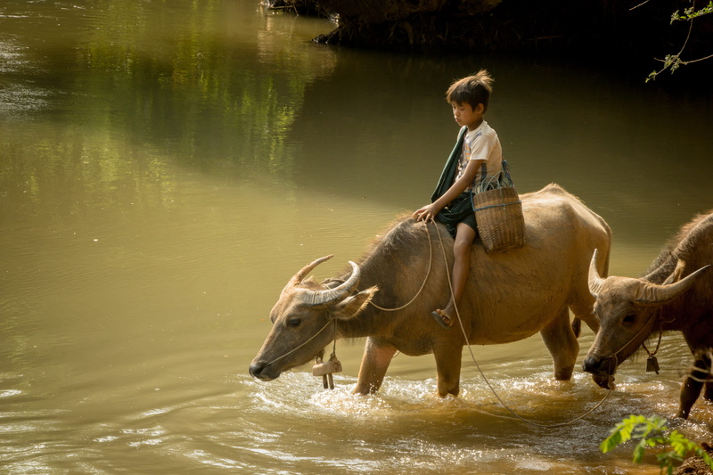 kalaw, 2K, waterfront, ox, men, myanmar (burma), riding, one person, water, lake, nature, pets, reflection, myanmar, animal wildlife, boy, domestic animals