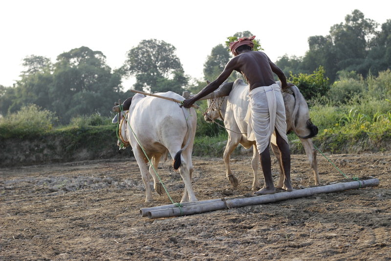 pets, ride, soil, real people, vertebrate, dust, tree, animal wildlife, men, riding, Animal, Field, Plough, horse, mammal, white, nature, outdoor, domestic animals