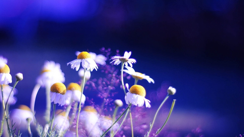 white color, flowering plant, shade, flower head, flowers, daisy, close-up, grass, inflorescence, blue, vulnerability, plant, no people, yellow, 1080P