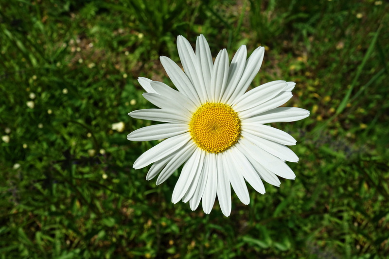 focus on foreground, freshness, autumn, common daisy, flowering plant, perennial, daisy, vulnerability, ox-eye daisy, no people, herb, nature, selective