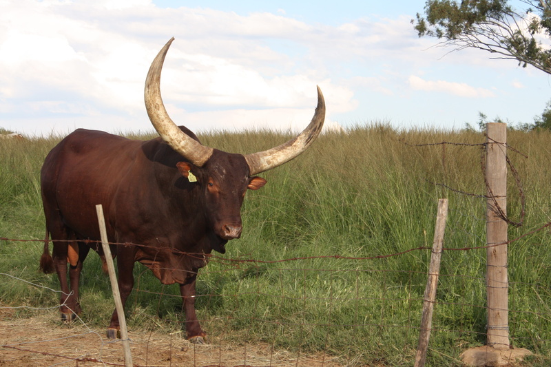 no people, nature, fence, cloud - sky, domestic animals, scary, vertebrate, drakensberg mountains, sky, field, barrier, boundary, 4K, livestock, standing