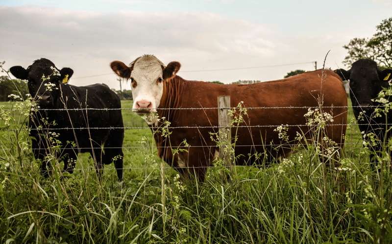 dairy, blue, vertebrate, land, milk, standing, bovine, sky, cows, field, fence, meadow, rural, farm, cow, white, domestic animals, grass, animal, countryside