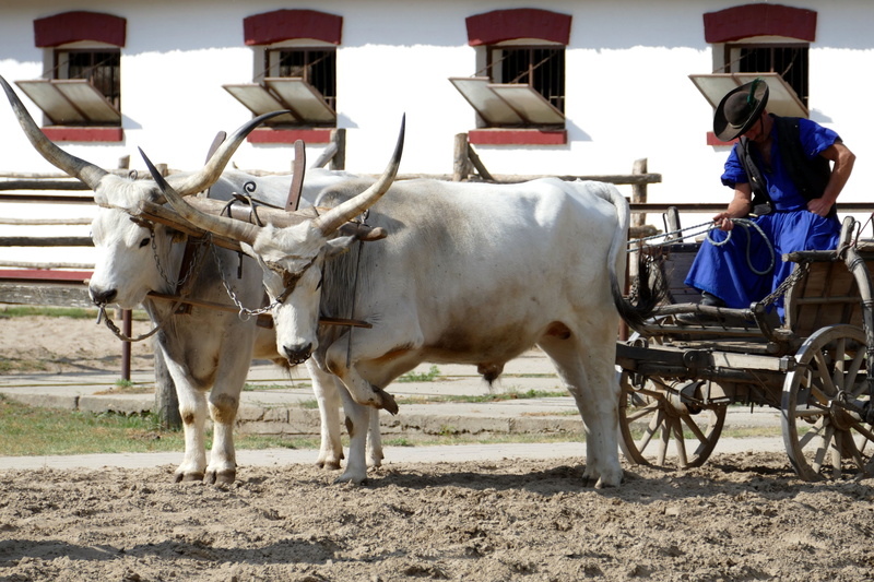 horse, real people, livestock, horse cart, vertebrate, animal, farm, hungary, group of animals, cart, mode of transportation, outdoors, herbivorous, puszta