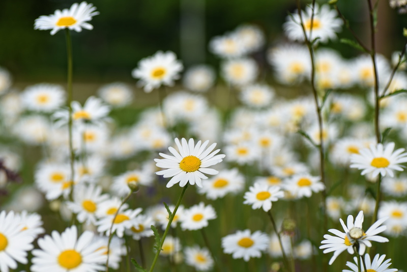 focus, white color, edible, shallow, flower, nature, no people, daisy, flower head, freshness, petal, perennial, outdoors, flowerbed, inflorescence, herb