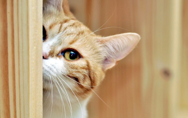 Hide, 2K, Cat, Seek