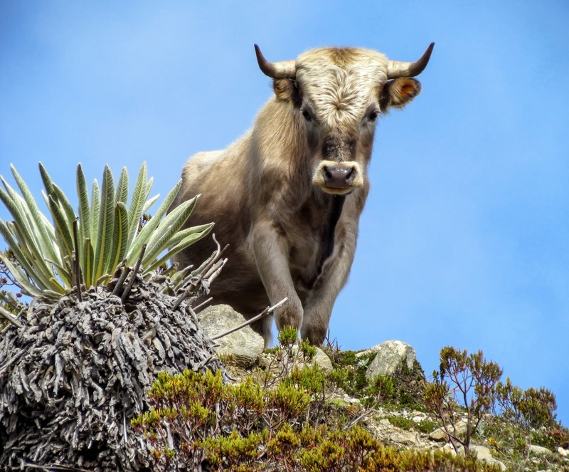 sky, ox, mammal, domestic, cow, land, low angle view, charolais, animal wildlife, day, animal, hill, animal themes, nature, one animal, herbivorous, vertebrate