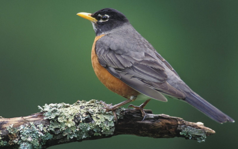 1080P, day, focus on foreground, animal, tree, animals in the wild, looking away, plant, birds, beak, robins, one animal, full length, close-up, no people