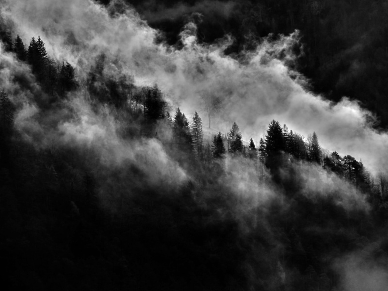 environment, pine tree, growth, cumulu, fog, no people, silhouette, tree, 2K, pine woodland, cloud - sky, orange, dark, outdoor, tranquil scene, sky, background