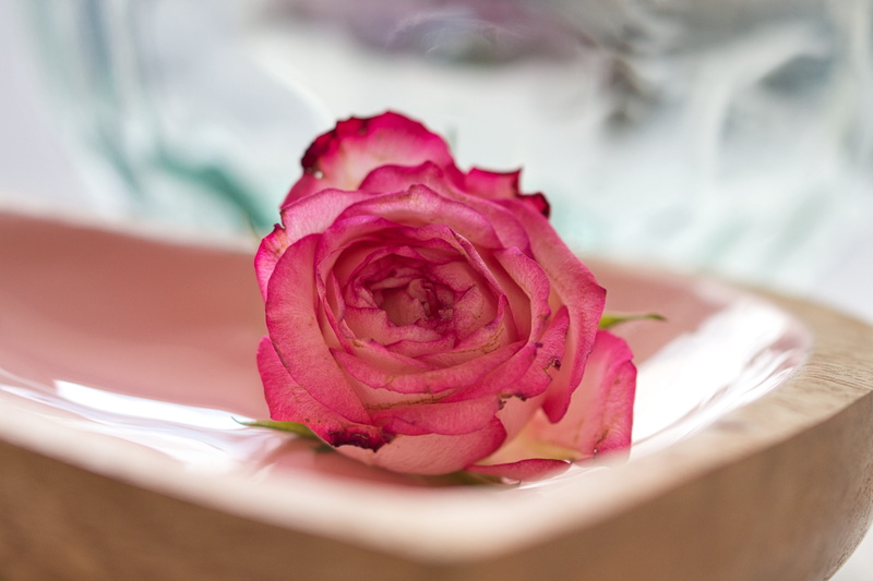 vulnerability, close-up, flowering plant, flower head, selective focus, 5K, beauty, romance, petal, blossom, flower, pink color, inflorescence, beauty in nature