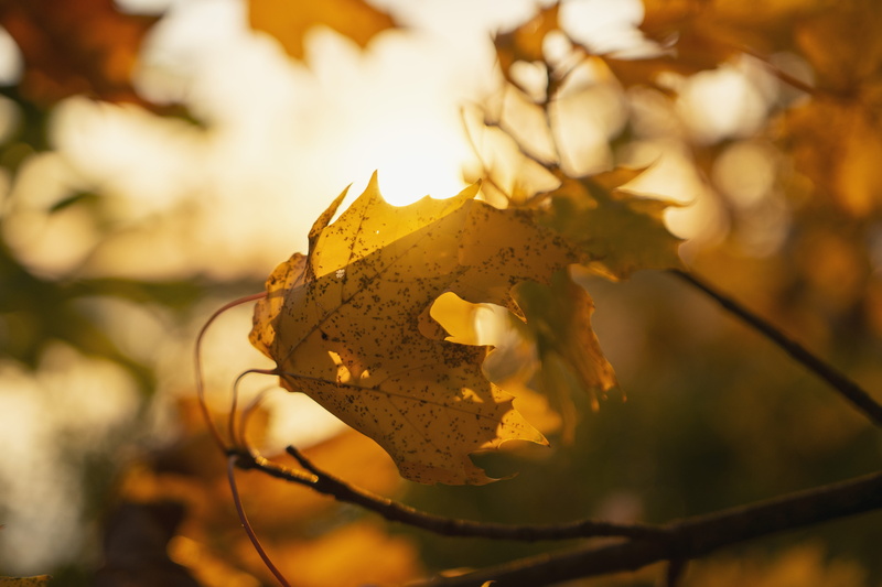 color Image, bright, gold Colored, orange Color, light - Natural Phenomenon, backgrounds, environment, red, maple Tree, yellow, woodland, season, multi Colored