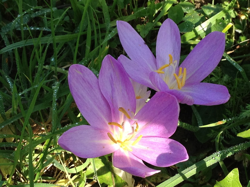 2K, beauty In Nature, flowering plant, light, Hope, plant, day, no people, green Color, fragility, spot, bloom, pollen, herbstzeitlose, blossom, purple