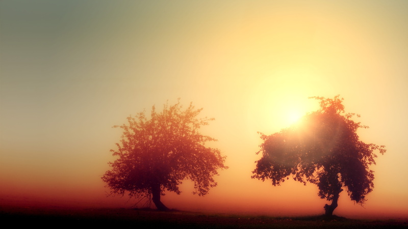 light, orange color, fog, arable, morning, trees, 5K, haze, tranquility, ray of hope, nature, romantic, sky, plant, land, silhouette, scenics - nature