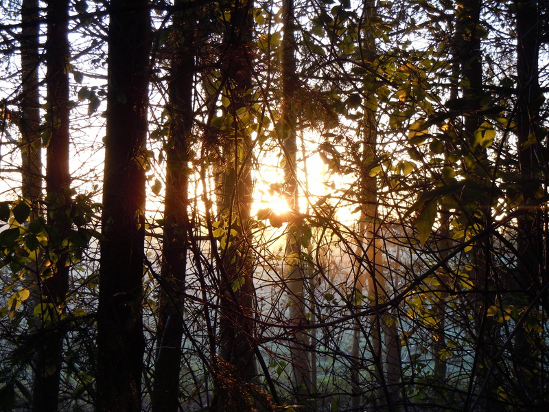 woodland, sun, trunk, sky, tranquil scene, sunlight, growth, mood, non-urban scene, plant, land, ray of hope, tranquility, morning light, scenics - nature