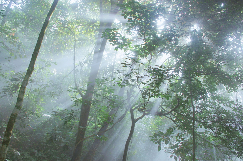 no people, outdoor, green color, woodland, outdoors, forest, growth, fog, tranquility, lights, bamboo - plant, streaming, hiker, hiking, light, adventure