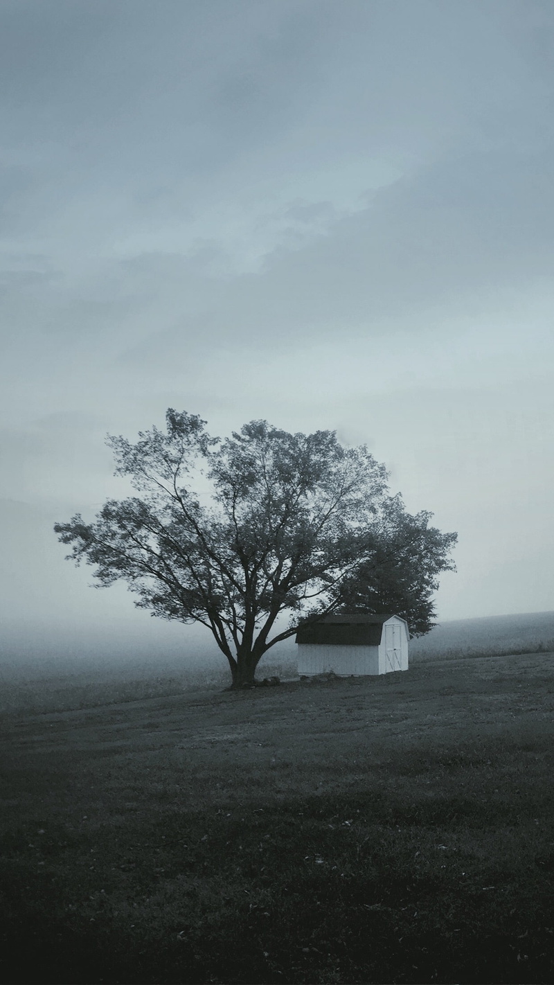 beauty in nature, tranquility, field, scenics - nature, no people, grass, tree, nature, isolated, 1080P, fog, plant, tranquil scene, portrait display