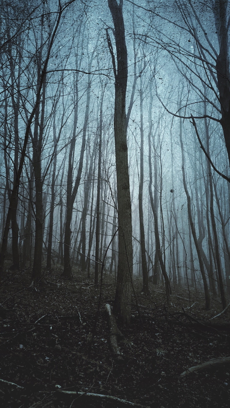 fall, 1080P, trees, portrait display, mist, vertical, landscape, forest