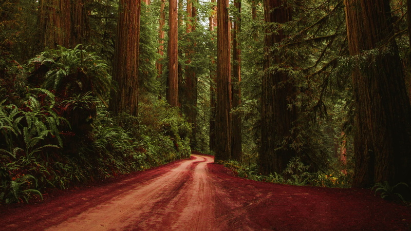 dirt road, leaves, tranquility, land, vanishing point, forest, the way forward, no people, nature, day, long, road, direction, plant, bamboo - plant, outdoors