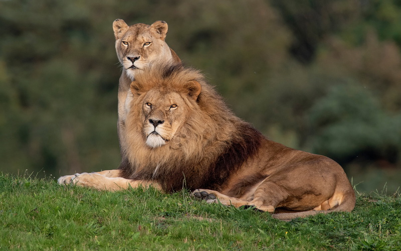 a couple, Leo, 5K, lioness, wild cats, family portrait, lions