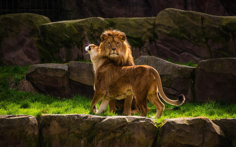 female, lioness, weasel, male, a real man, Leo, pose, man, two lions, wild cats, stones, rocks, 4K, pair, lions, submission, grit, nature, handsome, look