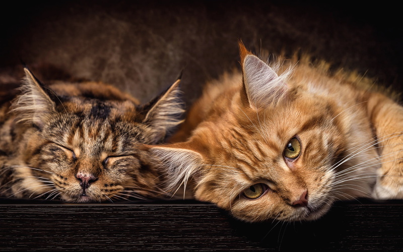 stay, portrait, cat, grey, lie, two, the dark background, Maine Coon, boys, red, 1080P, muzzle, cats, pair