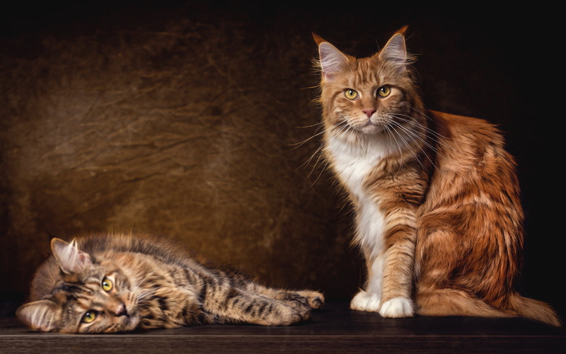 the dark background, breed, pair, lies, 1080P, grey, cat, cats, handsome, red, two, Maine Coon, sitting