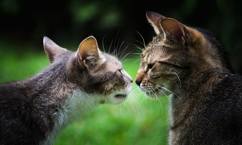 gray, muzzle, cats, gray of muzzle, 1080P, two, Cat, pair, tabby