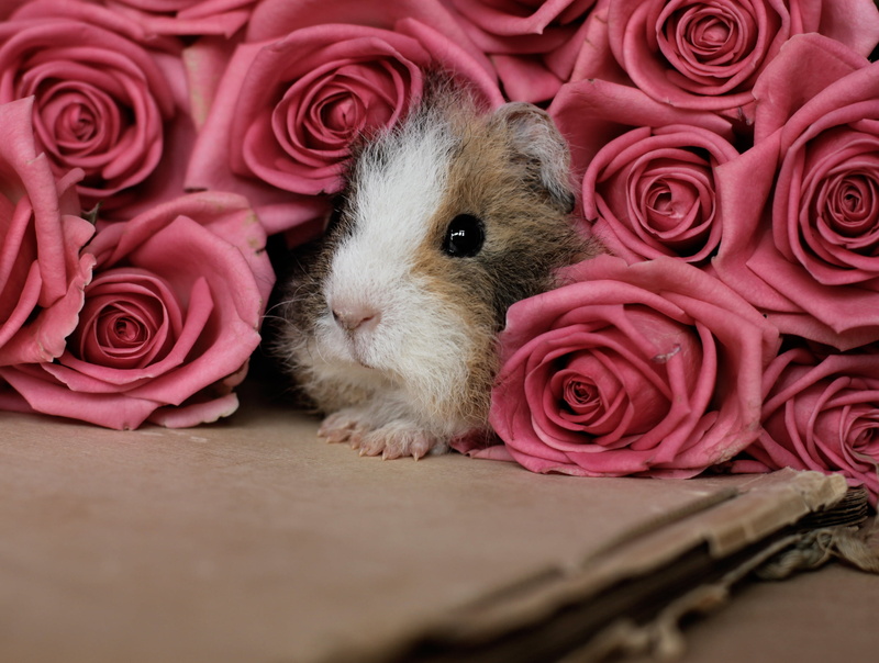 rose, indoors, backgrounds, fragility, pink, fluffy, animal, white, close-up, no People, animal themes, brown, pink color, peep, valentines day - holiday