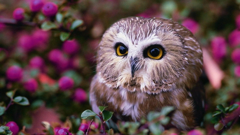 bird, owl, cute, 1080P, eyes