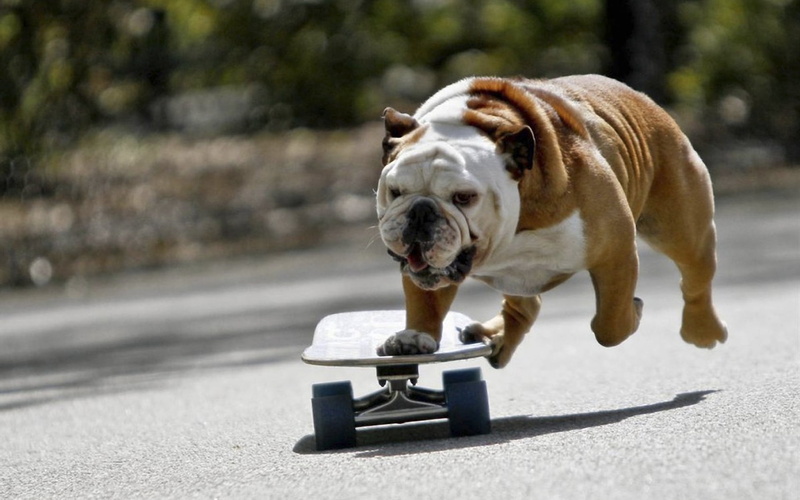skateboard, english, summer, small, mammal, day, focus on foreground, purebred Dog, young Animal, adult, one Animal, cute, portrait, wrinkled, 1080P, animal