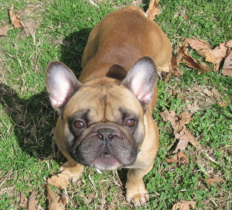 mask, 1080P, black, french, animal, french bulldog, fawn, frenchie, animals, bulldog