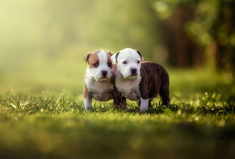 Duo, bokeh, beige, friends, glade, green, dogs, look, spring, brown and white, two, two dogs, puppy, kids, together, Park, lawn, greens, walk, mood, background