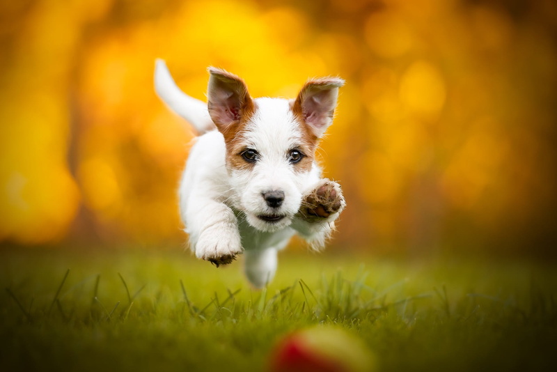 flies, ponytail, paws, Milota, white with brown, positive, dog, 1080P, the game, autumn, levitation, orange, nature, glare, baby, glade, bokeh, the ball