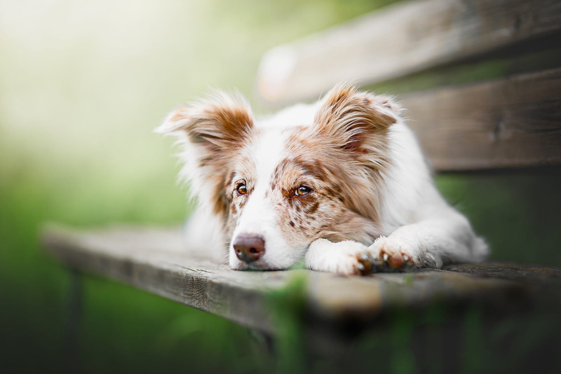 dog, nature, bench, paws, Aussie, 1080P, light, blurred background, mood, green, lies, motley, white, face, look, portrait, shop, Australian shepherd