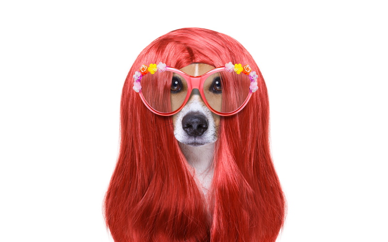 face, glasses, portrait, white background, 8K, humor, lady, Jack Russell Terrier, style, hairstyle